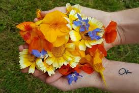 Edible flowers add colour, flavour and texture to savoury and sweet dishes, as well as cordials and butters. Beginner S Guide To Foraging Edible Flowers Plants And Mushrooms