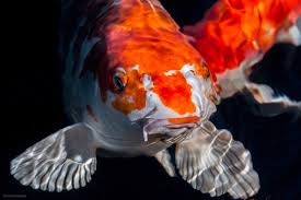 Koi ponds can be the best of all outdoor ponds, with some representing the most tranquil and peaceful scenes in the world. Koi The Majestic Pond Dweller Tetra Advanced Fishkeeper Blog