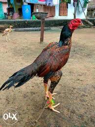 Https Img05 Olx In Images Olxin 243537425 3 1000x700 White And Black Rooster Other Pets Rev006 Jpg Hewan Ayam