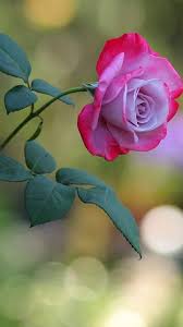 Pin On Rose