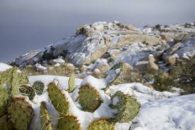 En cactus y suculentas es muy importante identificar sus partes, para el correcto manejo, cultivo, reproduccin y cuidados especiales. Sobreviven Los Cactus Al Invierno Cuidados Y Recomendaciones