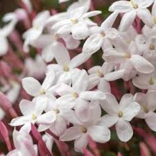 Image result for Jasminum pauciflorum