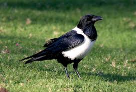 Image Result For South African White Bird Vogels