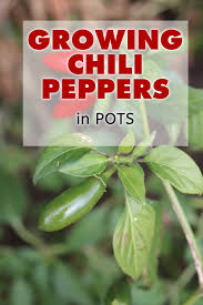 Depending on your climate, your peppers may be fine growing on a patio table, but in hot weather the plants benefit from having their roots shaded from intense sun. How To Grow Chili Pepper Plants In Pots Chili Pepper Madness