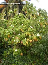 Image result for Sparrmannia