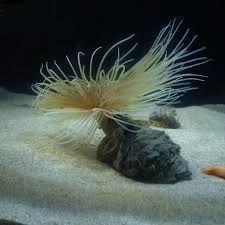 Image result for Secamone filiformis