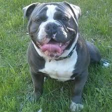 We did not find results for: Olde English Bullies Home Facebook
