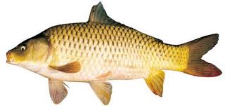 Khoảng 7 miếng mica kích thước 10×15 cm. Cooking Tips Tip To Maintain Freshness And Deliciousness Of Fish