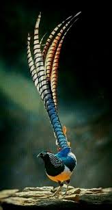 Rio Bird With Crazy Hair Talking To Your Child About The Birds And Bees Beautiful Birds Birds Colorful Birds