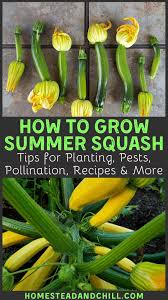 We did not find results for: How To Grow Zucchini Summer Squash Planting Pests Pollination More Homestead And Chill Growing Zucchini Zucchini Plants Organic Gardening Tips