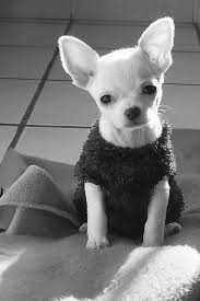 Rita De Bebe Chihuahua Dogs Cute Chihuahua Baby Dogs