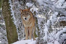 Free Image On Pixabay Wolf Mongolian Mongolian Wolf Wolf Photos Snow Wolf Animals