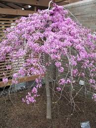 A row of trumpet trees in full bloom can truly be like other trees in the dipterocarp family, the chengal pasir produces winged fruits that are dispersed by wind only once every few years. Cercis Canadensis Covey Plant Finder Flowering Trees Plants Landscaping Plants
