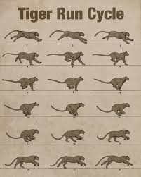 Tiger Run Cycle By Aaron Blaise Animal Anatomy Animal Drawings Drawing Course Cat Anatomy