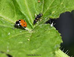 The asian lady beetle is much like the native species found through the united states. Kill That Alligator Looking Critter No Don T Bug Squad Anr Blogs