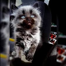 We did not find results for: Chris Lutolf On Twitter The Below Werewolf Kitten Has Just Fallen In Love With Molly Her Dark Soulmate