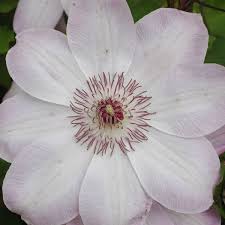 Maybe you would like to learn more about one of these? Fruhe Und Spate Waldreben Hybriden Mit Farbenprachtigen Grossen Bluten Clematis Online Kaufen
