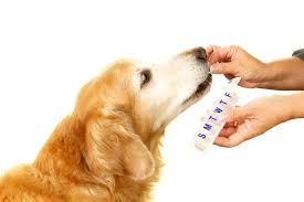 As pet parents, we want the best for our furry friends, especially when it comes to nutrition. Pharmacy Burlington Nc Plaza Veterinary Hospital
