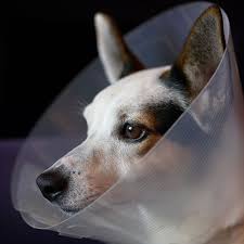 Süße baby hunde zu kaufen. Verletzungen Wie Funktioniert Die Wundheilung Bei Hunden Stern De