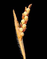 Image result for Hackelochloa granularis