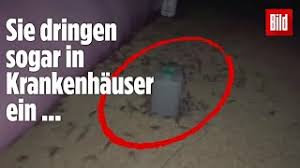 Doch sie könnten auch massenhaft in größere städte gelangen. Gigantische Mause Invasion In Australien Youtube