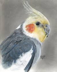Cockatiel By Heather Gessell Parrots Art Bird Drawings Cockatiel