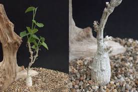 Image result for Corallocarpus bainesii