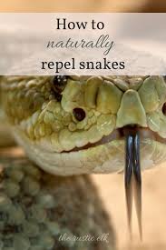 How To Naturally Repel Snakes Homesteading Garden Pests Snake