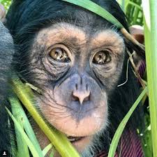 This Chimp S Instagram Account Is Maybe The Best Instagram Account Of All Time Chimp Monkey Art Animals Beautiful