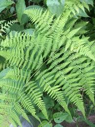 Pin On Mygardenanswers