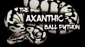 Try browsing the ball pythons index if you're looking for something specific. The Spectacular Axanthic Ball Python Youtube