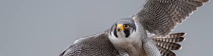 Wire fencing used to stop animals gaining access to specific outdoor areas. Falconry Response Bird Control Uk Nbc Environment