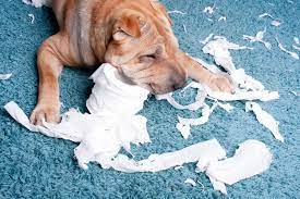 Why Does My Dog Eat Toilet Paper