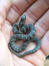 Juvenile Northern Water Snake A Photo On Flickriver Baby Snakes Snake California King Snake
