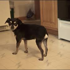 At tails, we offer a variety of exciting opportunities designed to provide the best quality of life for homeless animals in our care. Adopt Tater On Petfinder Lap Dogs Chihuahua Pug Mix Pug Dog