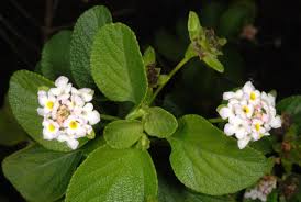 Image result for Lantana angolensis