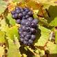 Wine Class - Pinot Noir event image