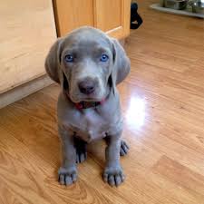 Weimaraners are not for everyone, and i need to stress that my dogs are bred to work. Surrender To The Hypnotic Eyes Of These Weimaraner Puppies