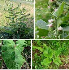 Hymenosepalus (wild rhubarb) is common in the desert in the american southwest.it is larger and more succulent than many other docks. Invasive Species Council Of Manitoba Common Burdock