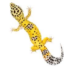 These animals are easy to keep and breed easily in captivity. Leopard Geckos For Sale Buy Pet Leopard Geckos Petco