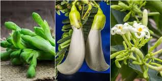 Turi merupakan salah satu tumbuhan herbal yang banyak tumbuh di berbagai daerah tropis di dunia termasuk indonesia. Kenalan Dengan Sayur Enak Dan Bergizi Yang Jarang Didengar Namanya Merdeka Com