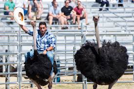 Places charles town, west virginia arts & entertainmentperformance & event venue hollywood casino at charles town races. International Camel Ostrich Races Draw Crowds To Northern Nevada Town Las Vegas Review Journal