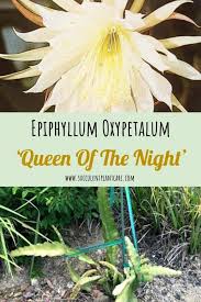 Epiphyllum Oxypetalum Queen Of The Night Care Guide Succulent Plant Care Plant Care Planting Succulents Plants