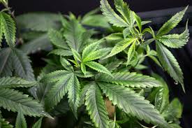 If this is broken, then the next support from. Tilray Soars As Cannabis Becomes The Next Topic Of Reddit Traders By Investing Com