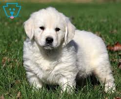 Puppies will come with their health records, akc registration packet, and puppy packet. Toby Golden Retriever English Cream Puppy For Sale Keystone Puppies Golden Retriever Golden Retriever English Cream Puppy Grooming