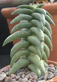 Image result for Crassula schimperi