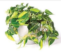 Philodendron Brasil Low Light House Plants Plants Plant Care Houseplant
