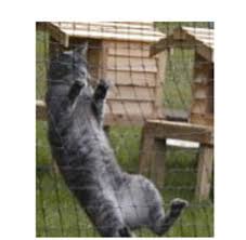 The cats are looking for a dry, warm shelter away from the elements. Keeping Cats Out Of Gardens And Yards