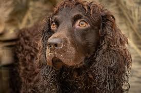 Maybe you would like to learn more about one of these? Boykin Spaniel Dog Breed Information