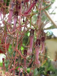Image result for Ceropegia breviflora